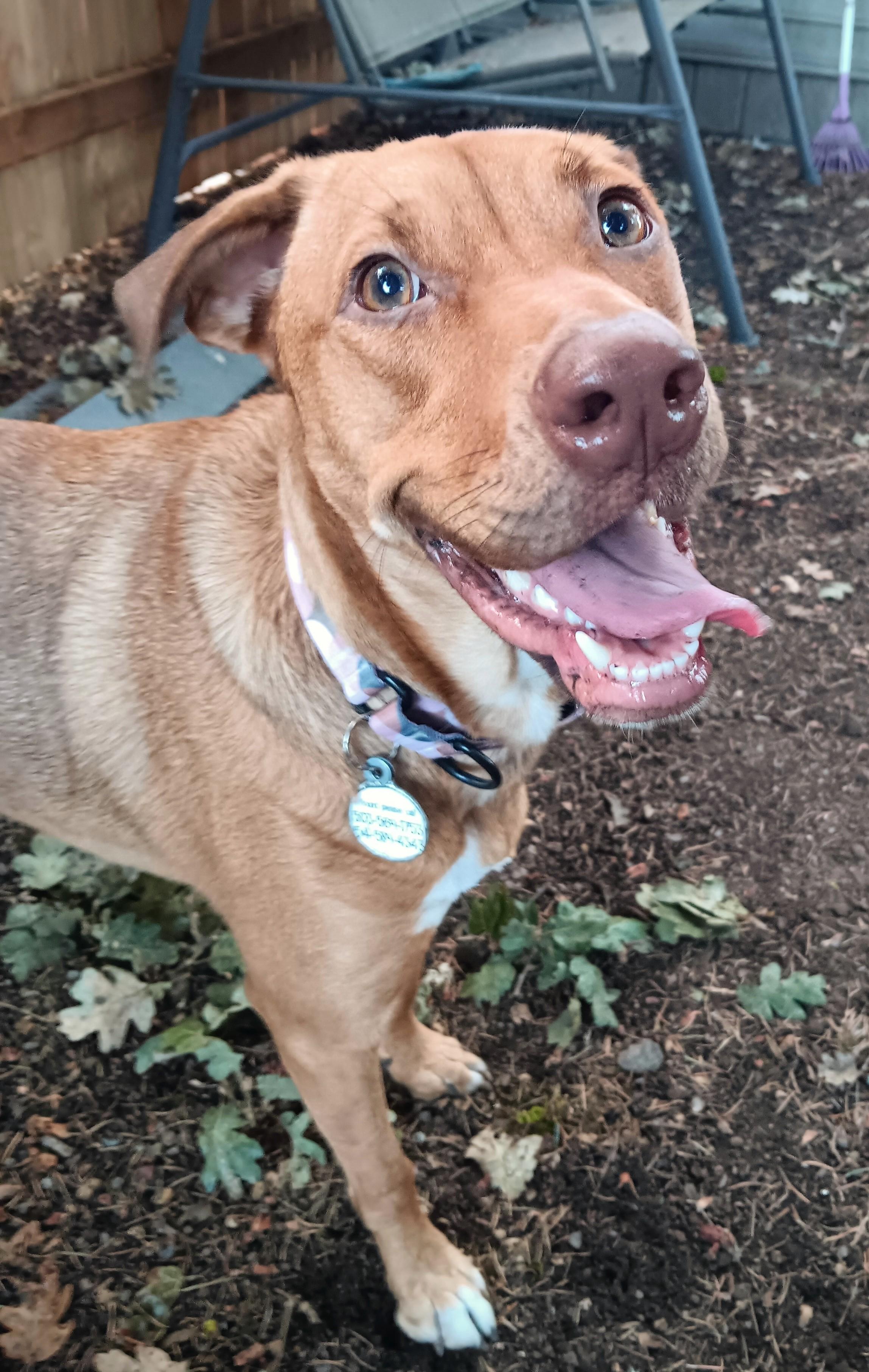Enlarge Sadie, a Adopted mixed breed in Salem, OR image 1/6