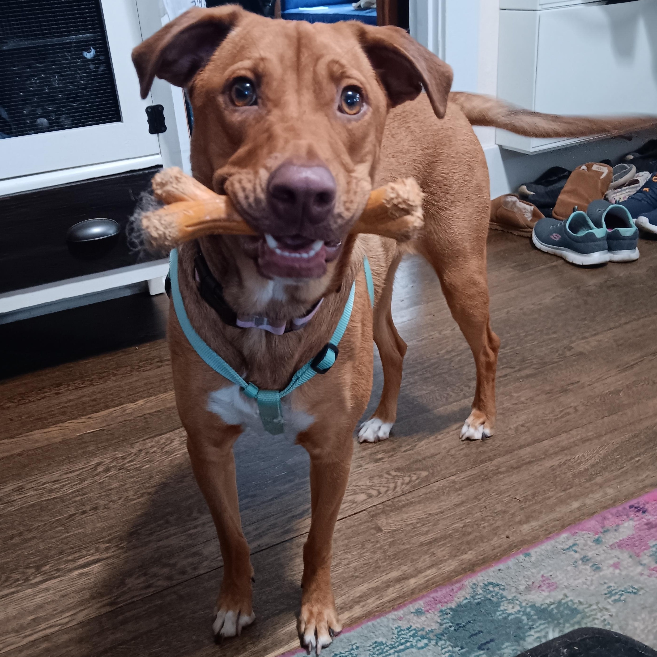 Enlarge Sadie, a Adopted mixed breed in Salem, OR image 4/6