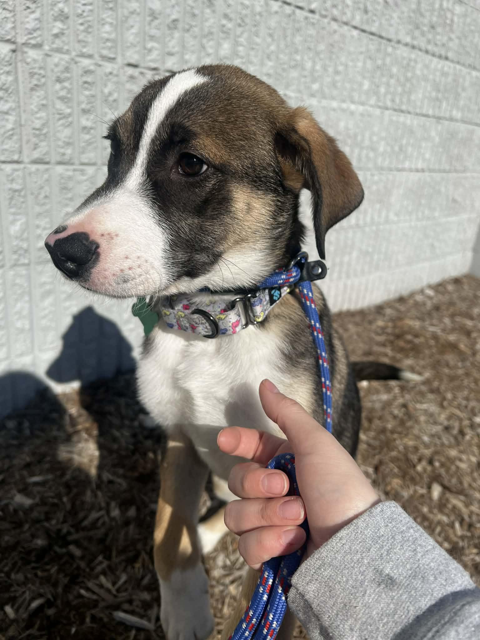 Enlarge BUZZY   $425, a ADOPTABLE mixed breed in Milwaukee, WI image 4/4