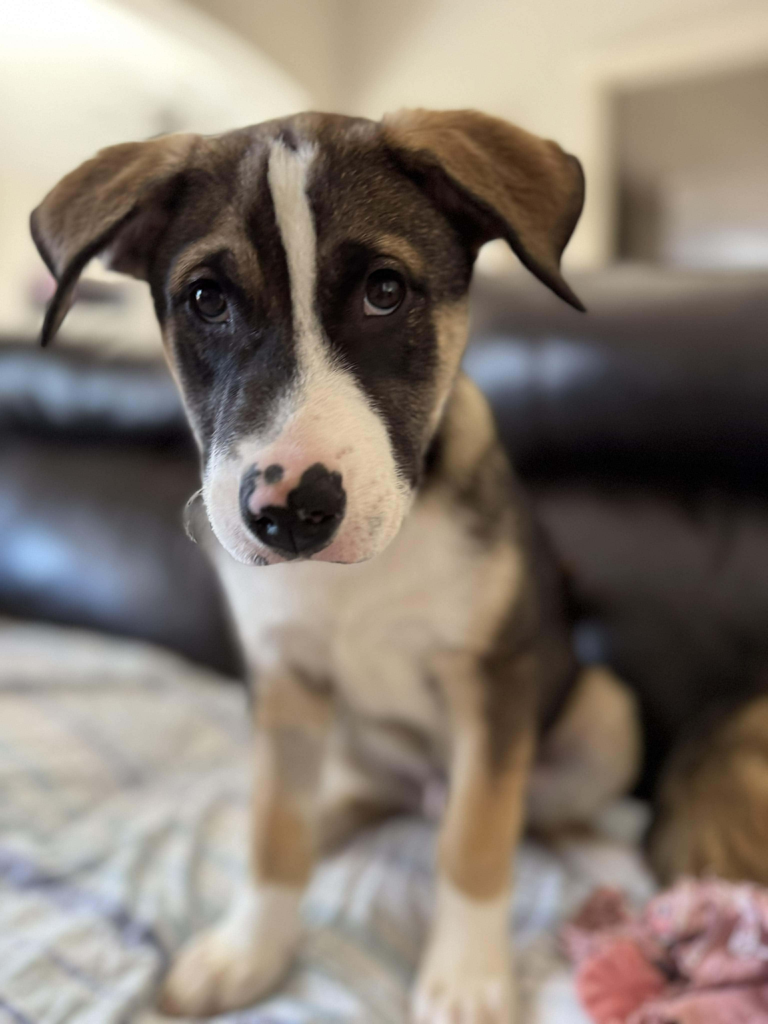 BUZZY   $425, ADOPTABLE, Puppy Male Hound.