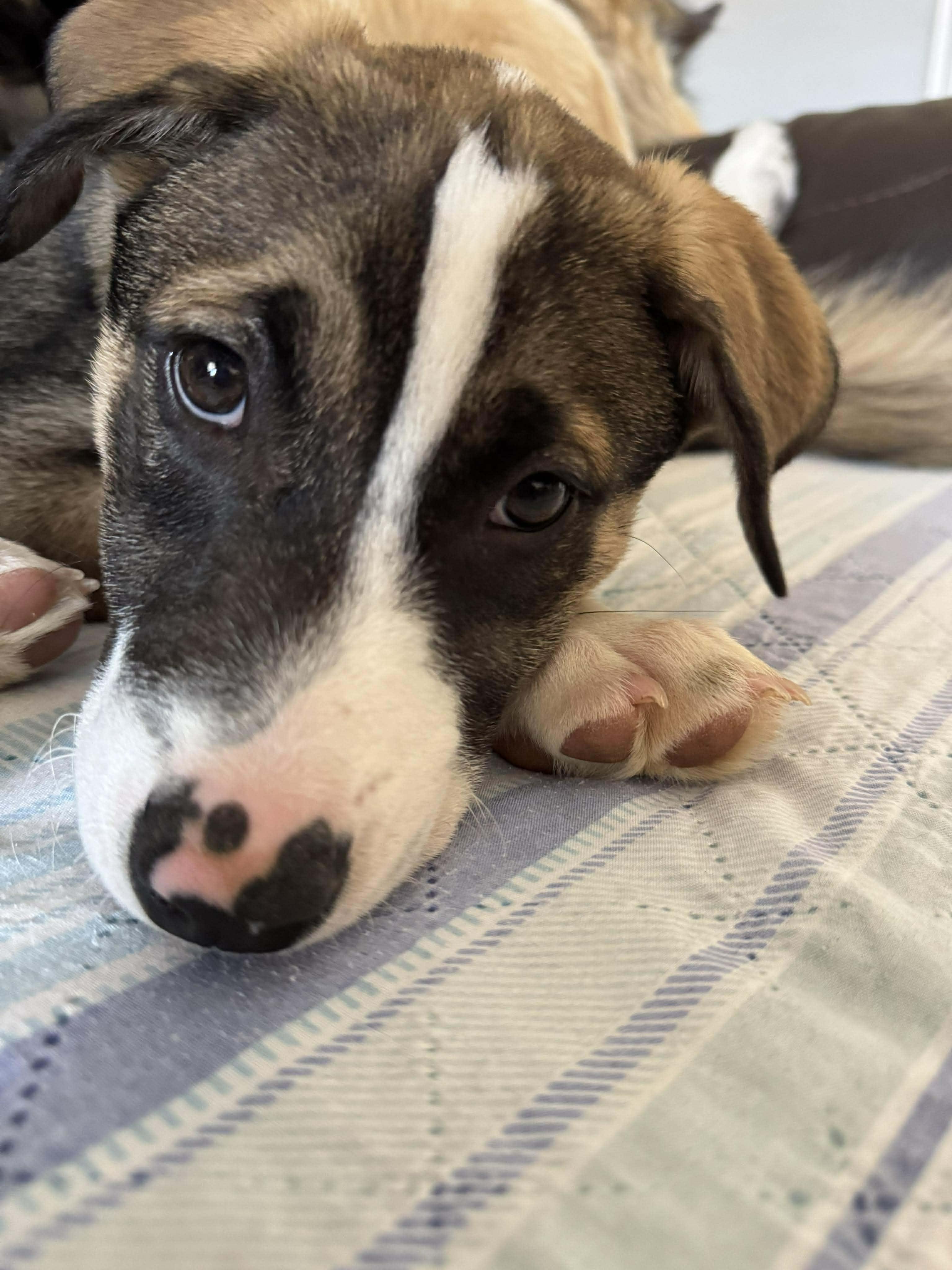 Enlarge BUZZY   $425, a ADOPTABLE mixed breed in Milwaukee, WI image 2/4