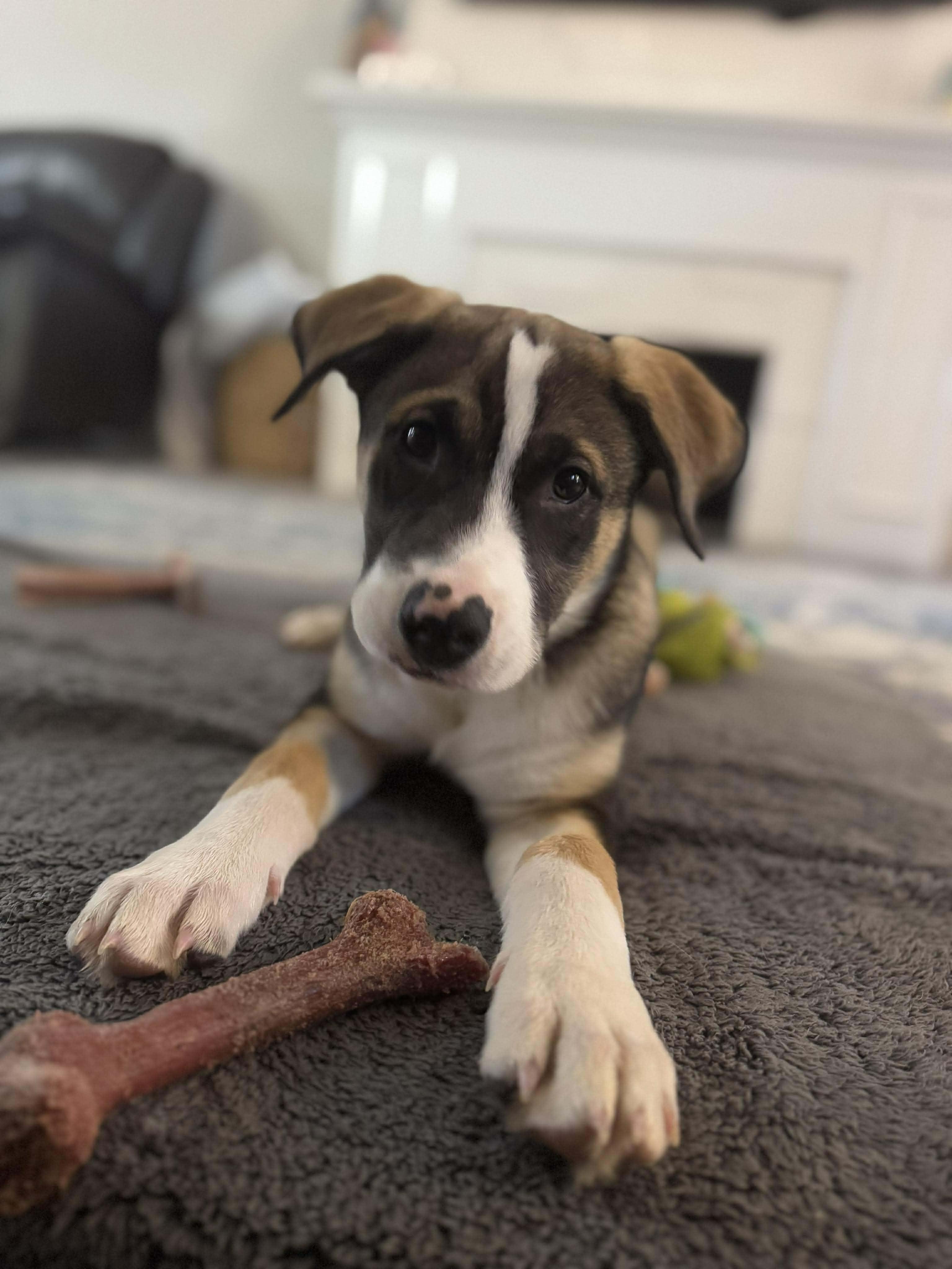 Enlarge BUZZY   $425, a ADOPTABLE mixed breed in Milwaukee, WI image 3/4