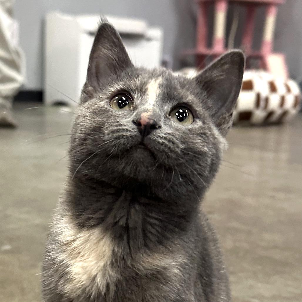 Sun Valley, Adoptable, Kitten Female Domestic Short Hair.