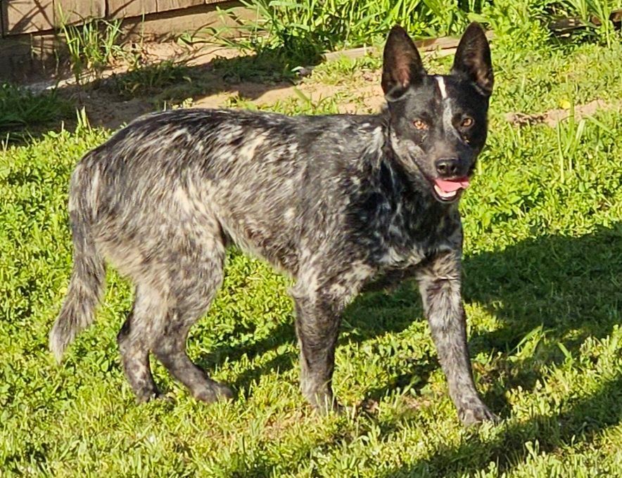 Enlarge Poseidon, a Adoptable Australian Cattle Dog / Blue Heeler in Selma, CA image 1/9
