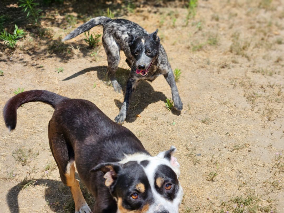 Enlarge Poseidon, a Adoptable Australian Cattle Dog / Blue Heeler in Selma, CA image 2/9