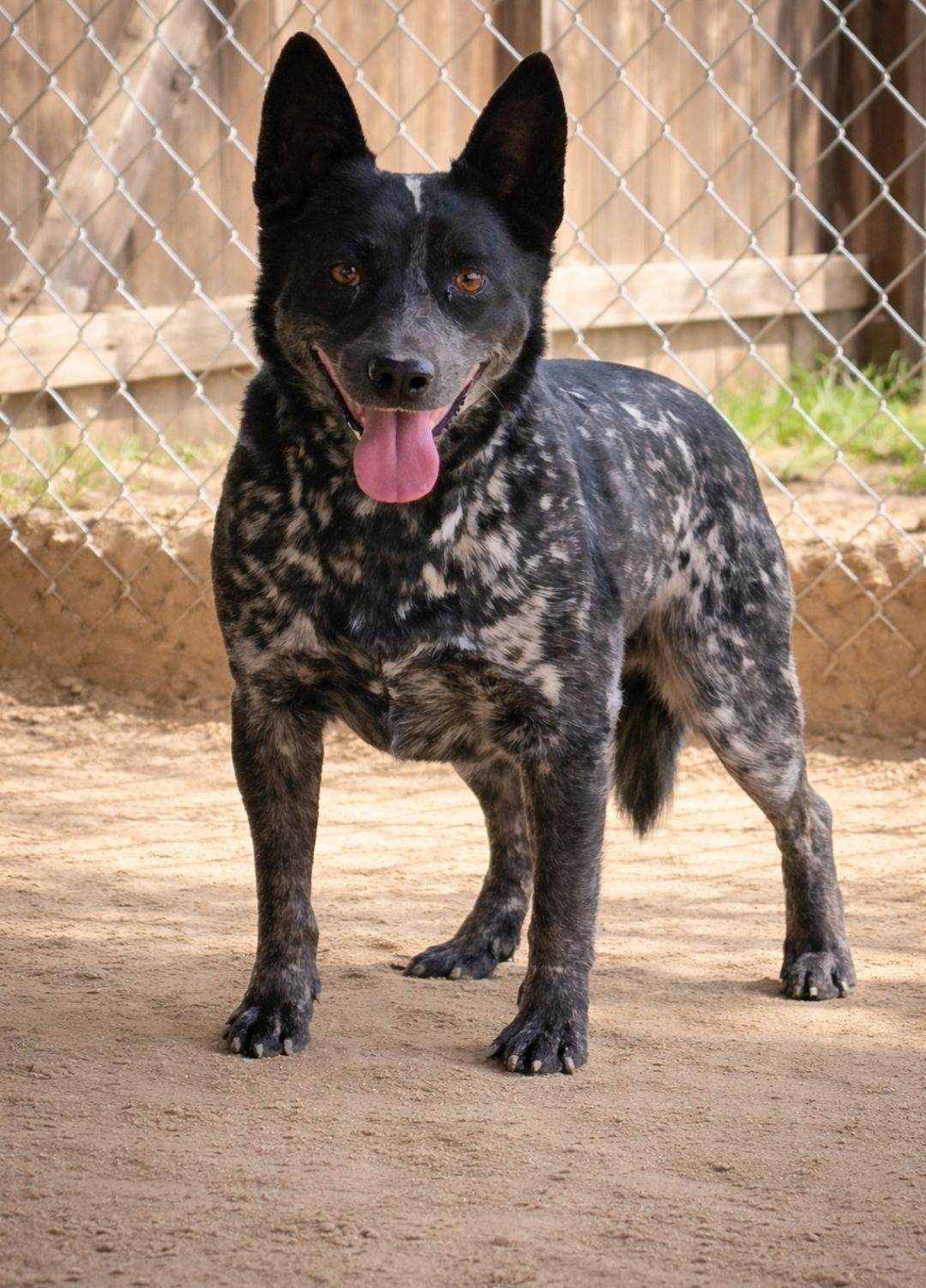 Poseidon FERAL, Adoptable, Puppy Male Australian Cattle Dog / Blue Heeler.