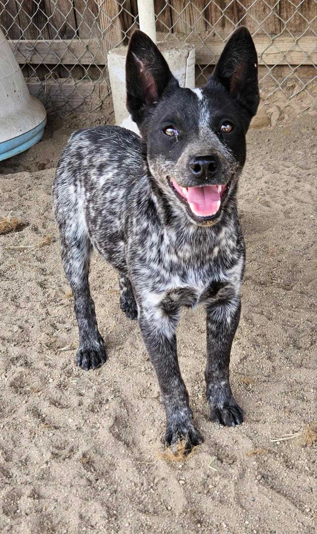Enlarge Poseidon, a Adoptable Australian Cattle Dog / Blue Heeler in Selma, CA image 3/9