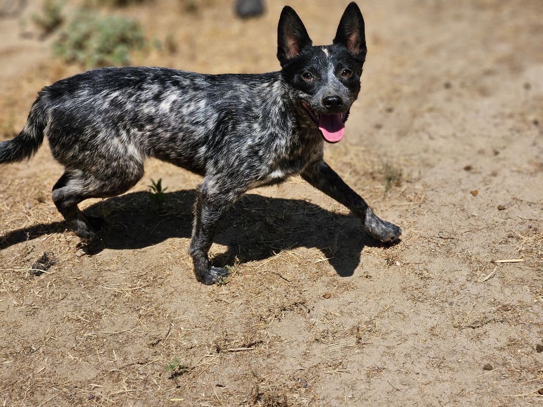 Enlarge Poseidon, a Adoptable Australian Cattle Dog / Blue Heeler in Selma, CA image 5/9