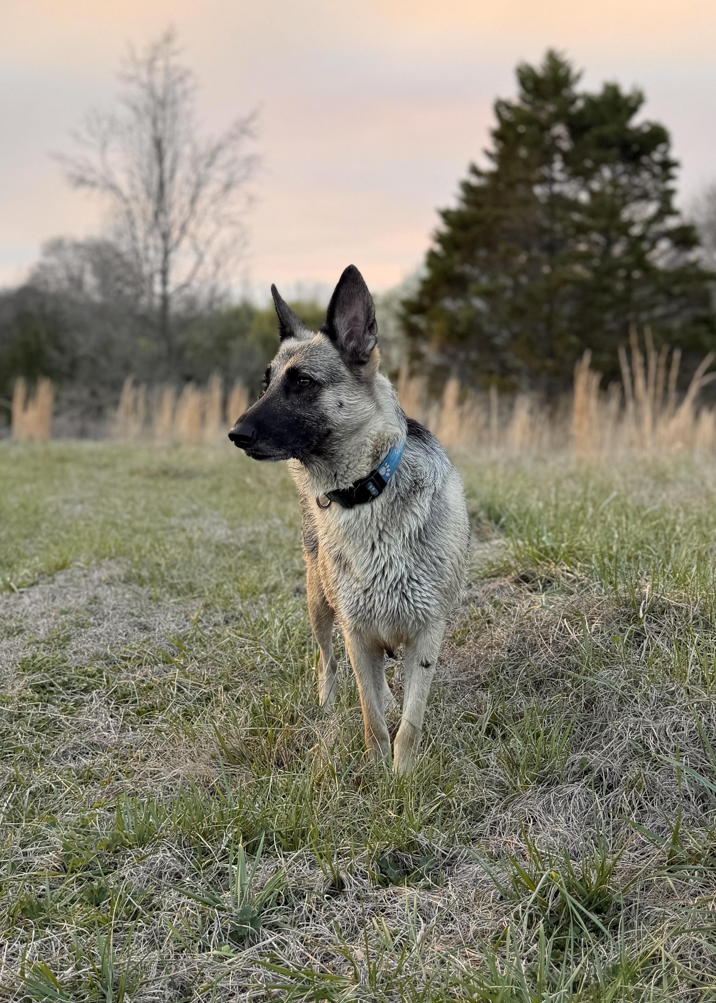 Enlarge Jutta , a ADOPTABLE German Shepherd Dog in Rome, GA image 1/3