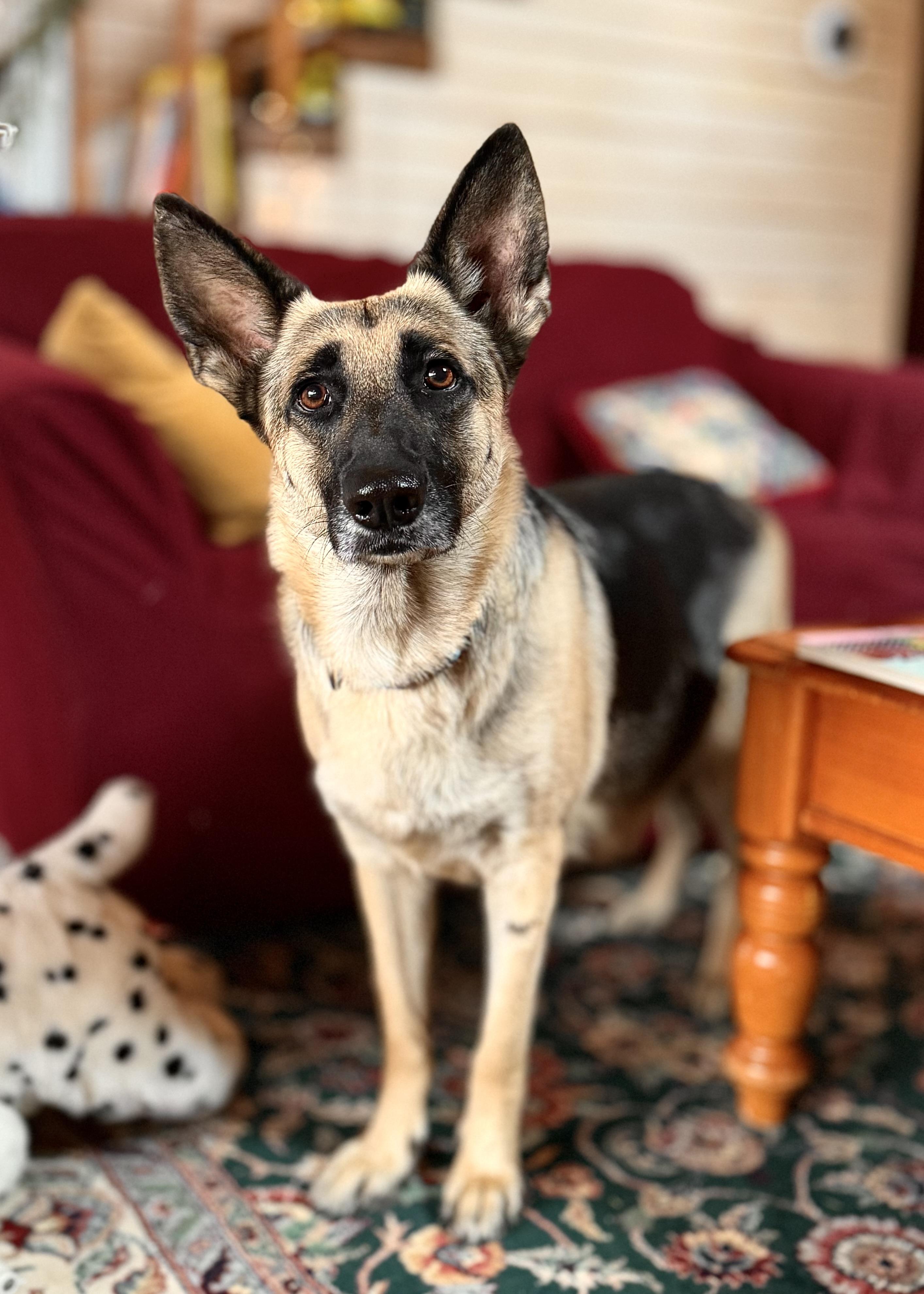 Enlarge Jutta , a ADOPTABLE German Shepherd Dog in Rome, GA image 2/3