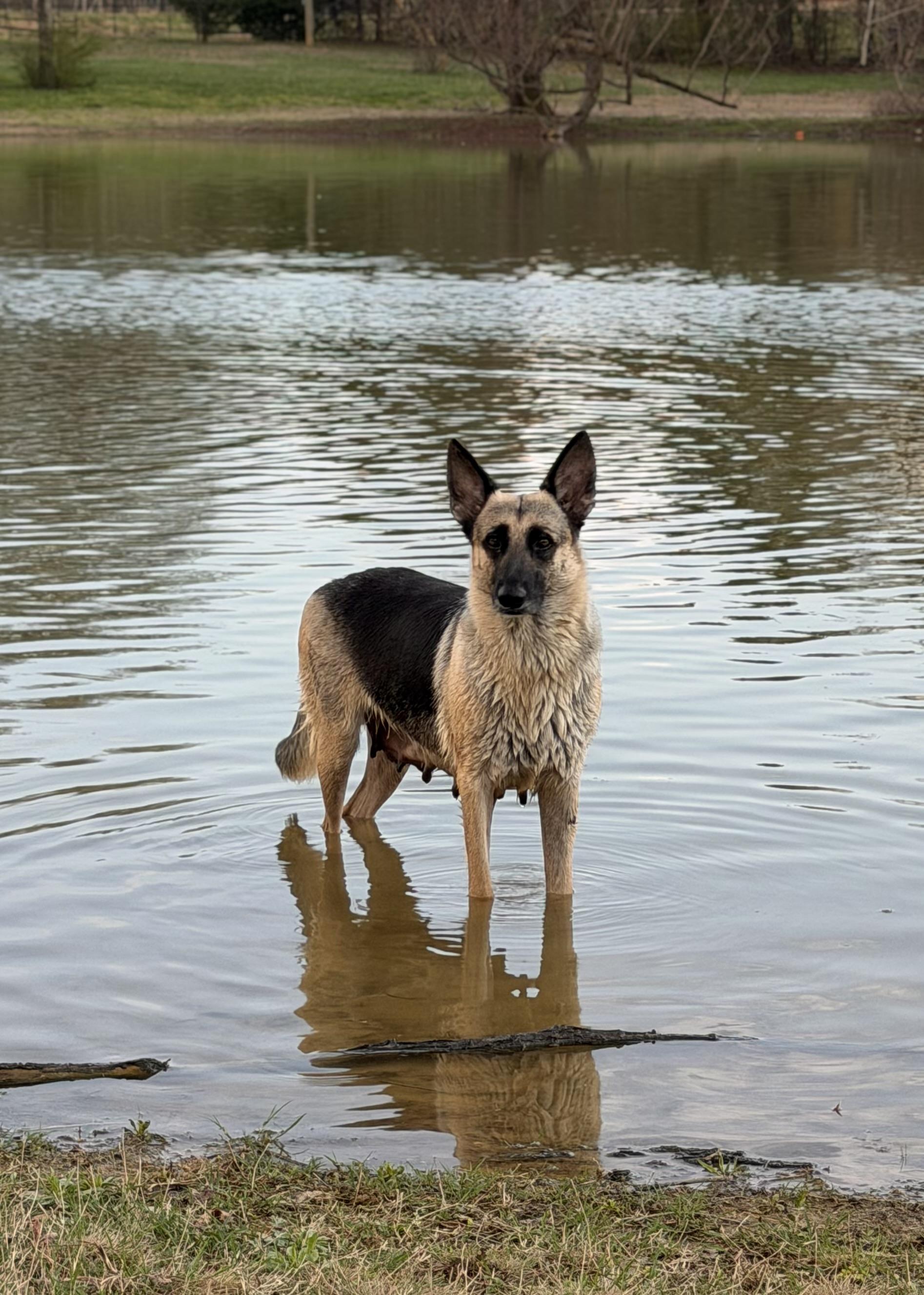 Enlarge Jutta , a ADOPTABLE German Shepherd Dog in Rome, GA image 3/3
