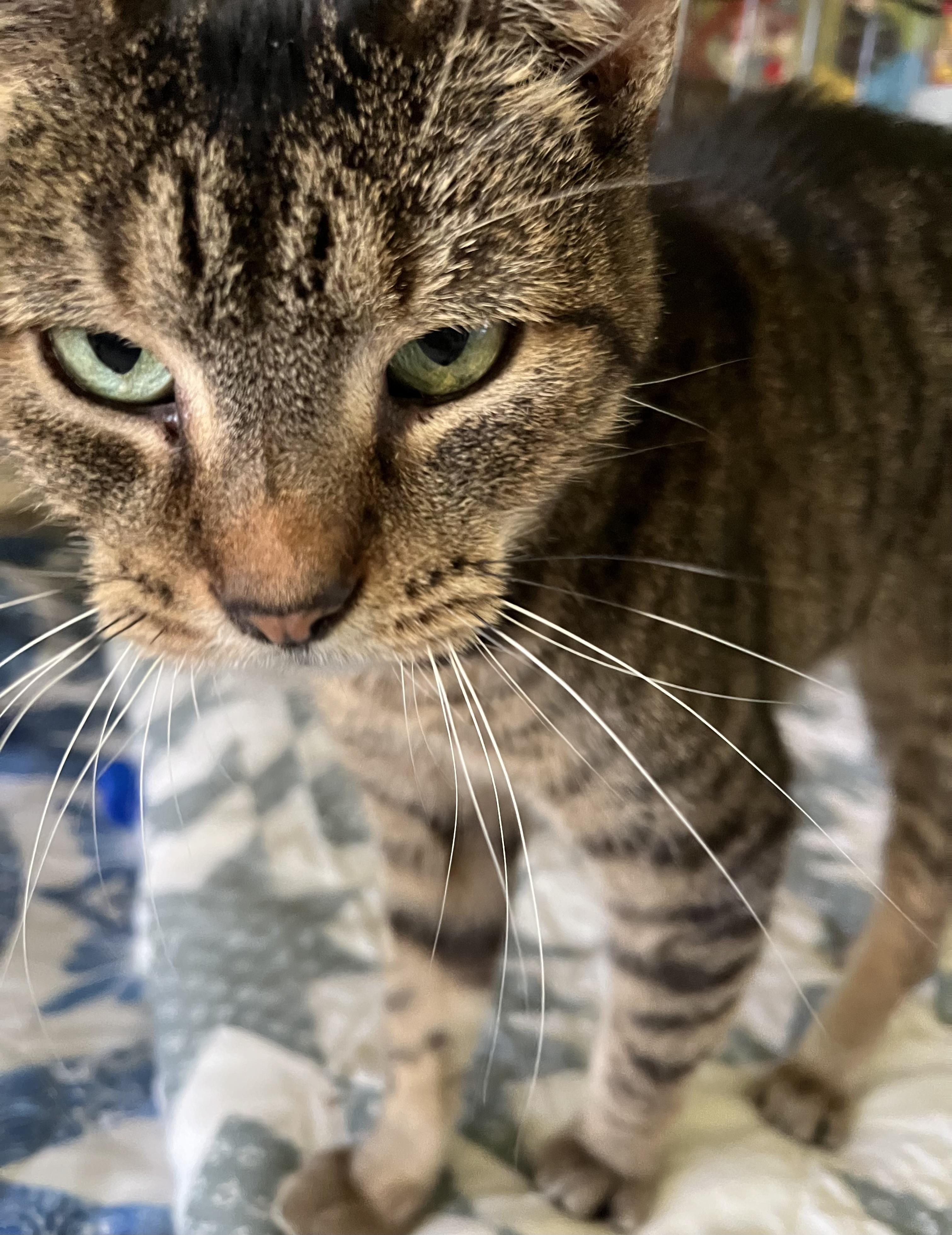 Daisy Mae, Senior Female unknown
