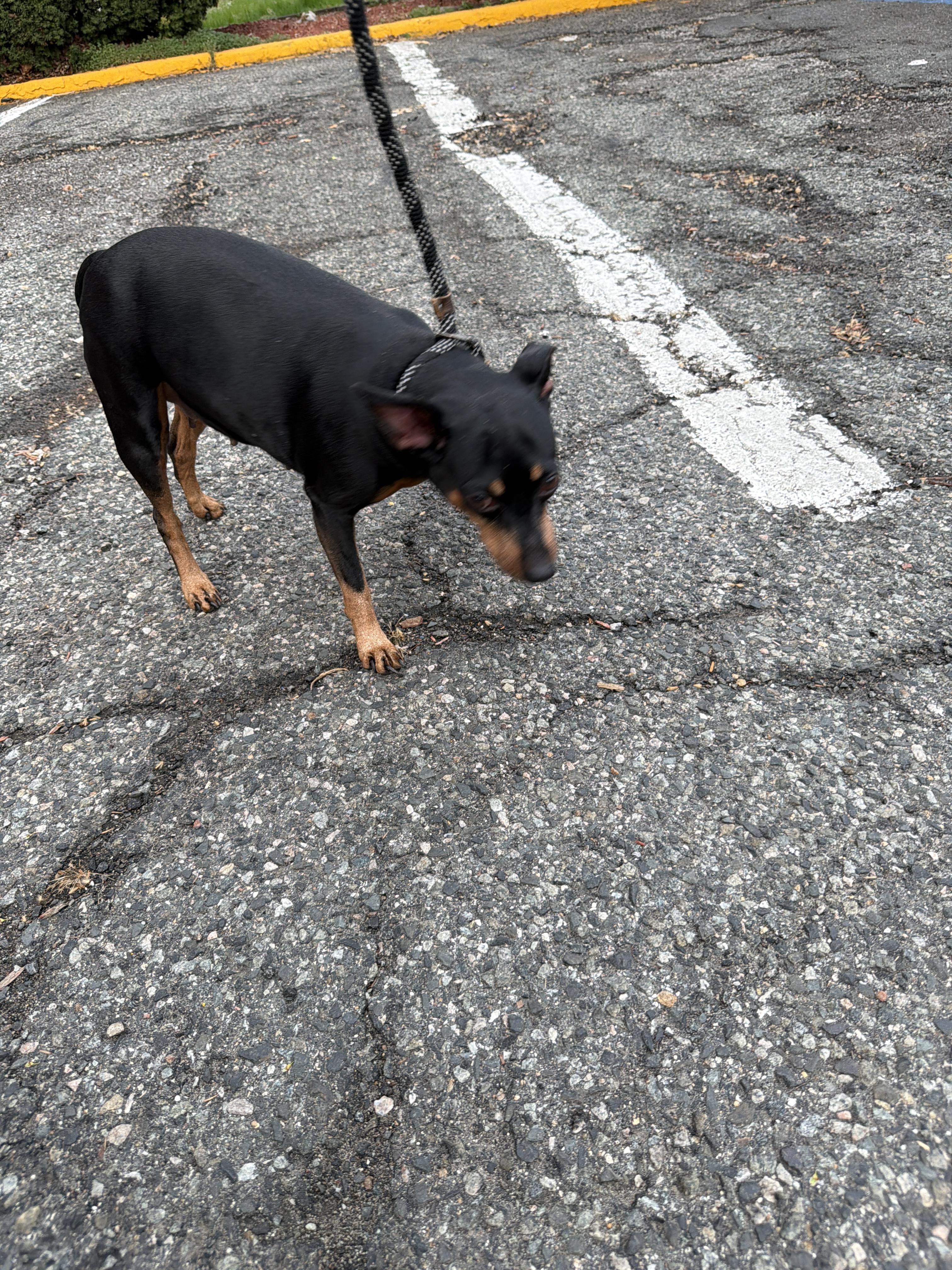 Enlarge Demi , an adopted Miniature Pinscher in Oak Ridge, NJ image 3/3
