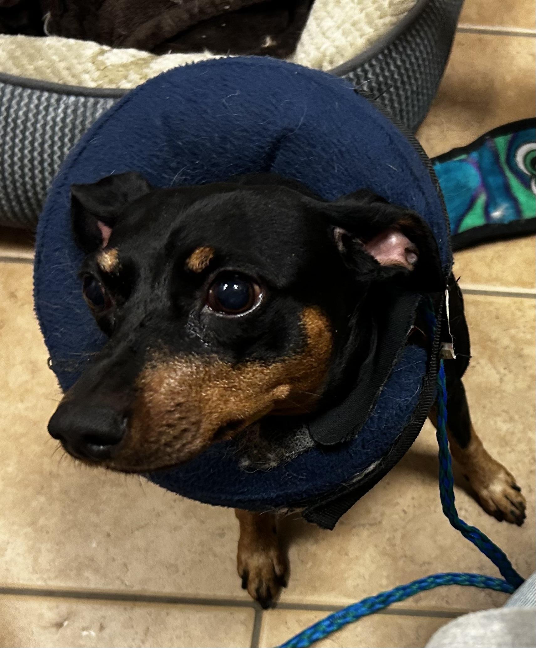 Enlarge Demi , an adopted Miniature Pinscher in Oak Ridge, NJ image 2/3