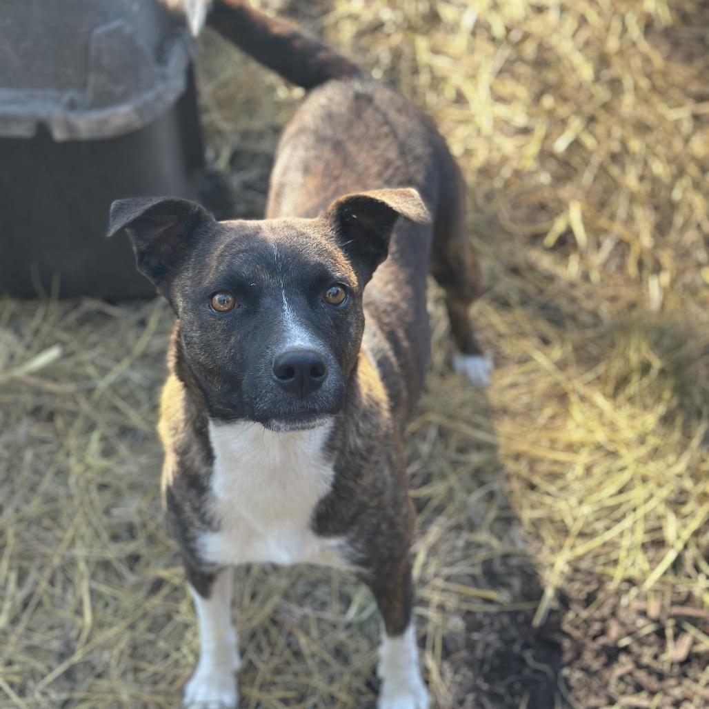 Brenda, Adoptable, Adult Female Mixed Breed.