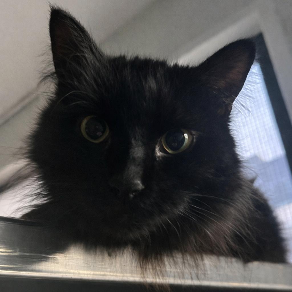 Mama McGonagall, Adoptable, Adult Female Domestic Medium Hair.