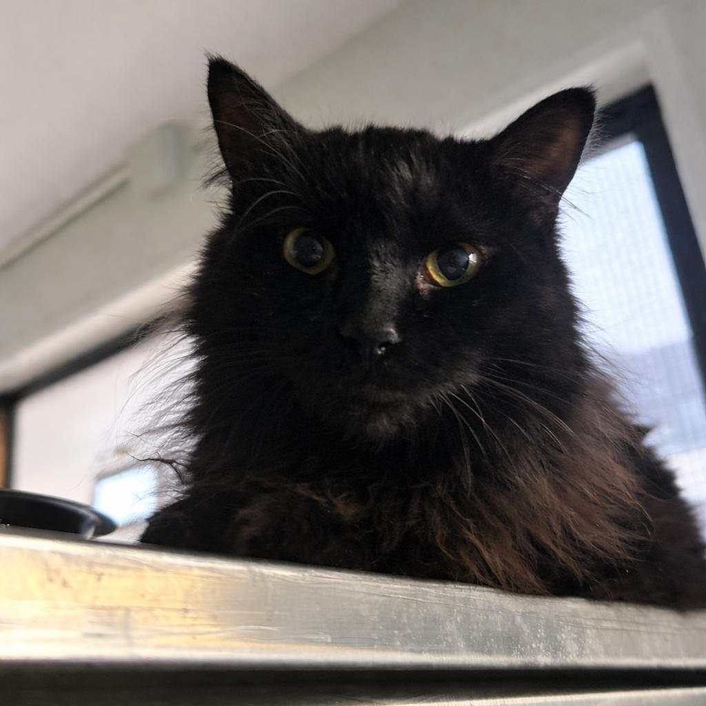 Enlarge Mama McGonagall, a Adoptable Domestic Medium Hair in Denver, CO image 2/5