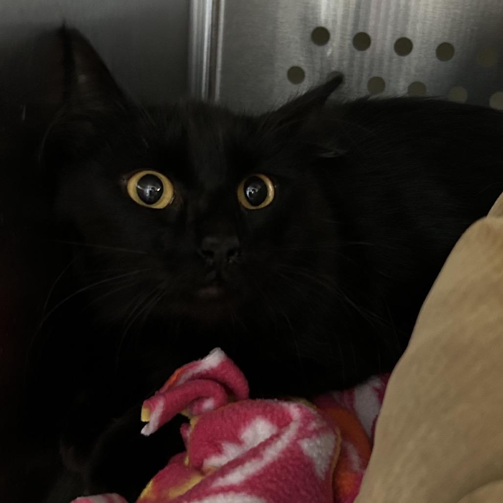 Enlarge Mama McGonagall, a Adoptable Domestic Medium Hair in Denver, CO image 1/1