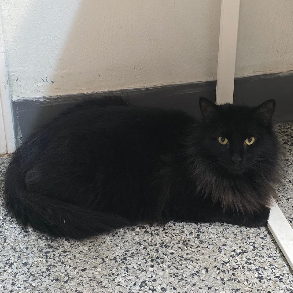 Enlarge Mama McGonagall, a Adoptable Domestic Medium Hair in Denver, CO image 4/5