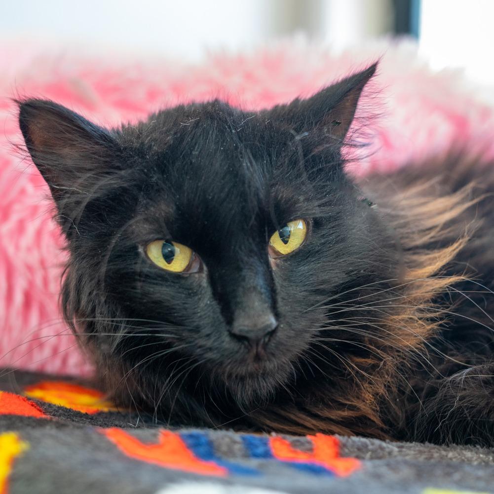 Enlarge Mama McGonagall, a Adoptable Domestic Medium Hair in Denver, CO image 5/6