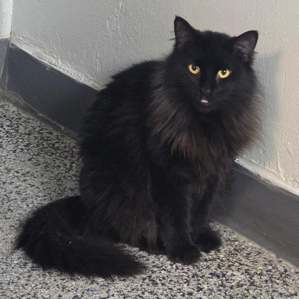 Enlarge Mama McGonagall, a Adoptable Domestic Medium Hair in Denver, CO image 5/5