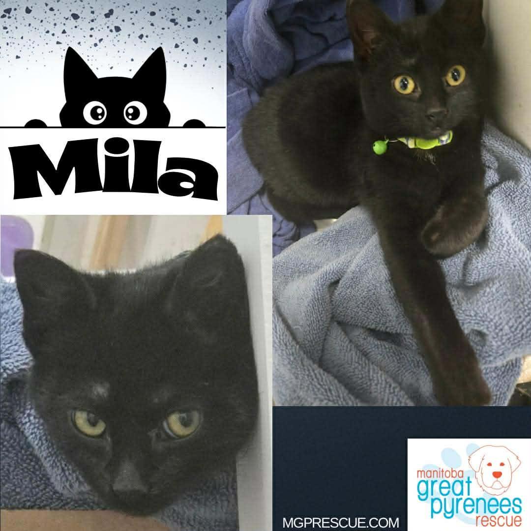 Enlarge Mila, a ADOPTABLE Domestic Short Hair in New Bothwell, MB image 1/1