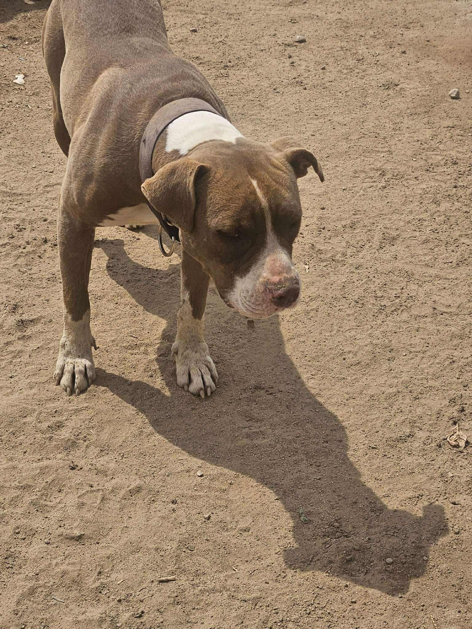 Buddy, the Gentle Pitbull, Adoptable, Young Male Pit Bull Terrier & American Bulldog.
