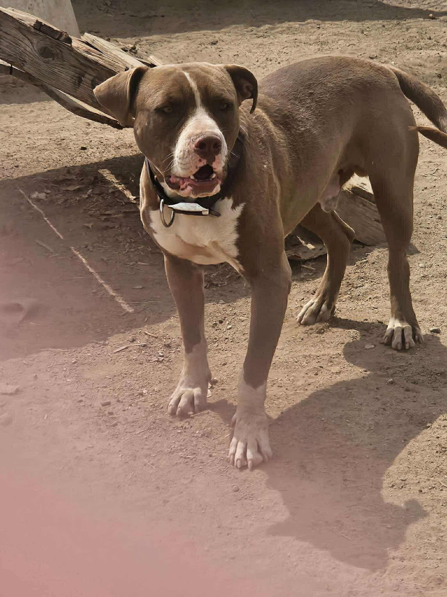 Buddy, the Gentle Pitbull, a Adoptable mixed breed in Missoula, MT image 2/5