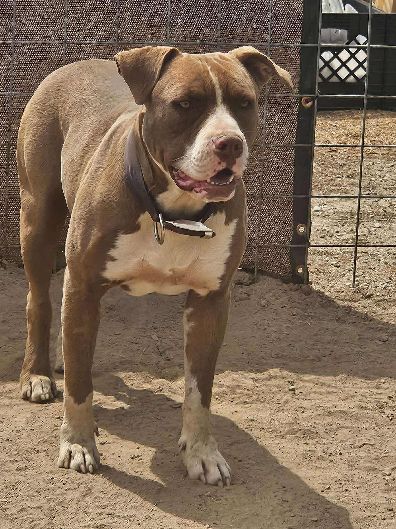 Buddy, the Gentle Pitbull, Adoptable, Young Male Pit Bull Terrier & American Bulldog.