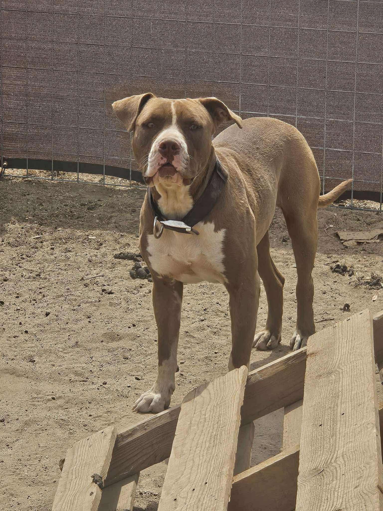 Buddy, the Gentle Pitbull, a Adoptable mixed breed in Missoula, MT image 4/5