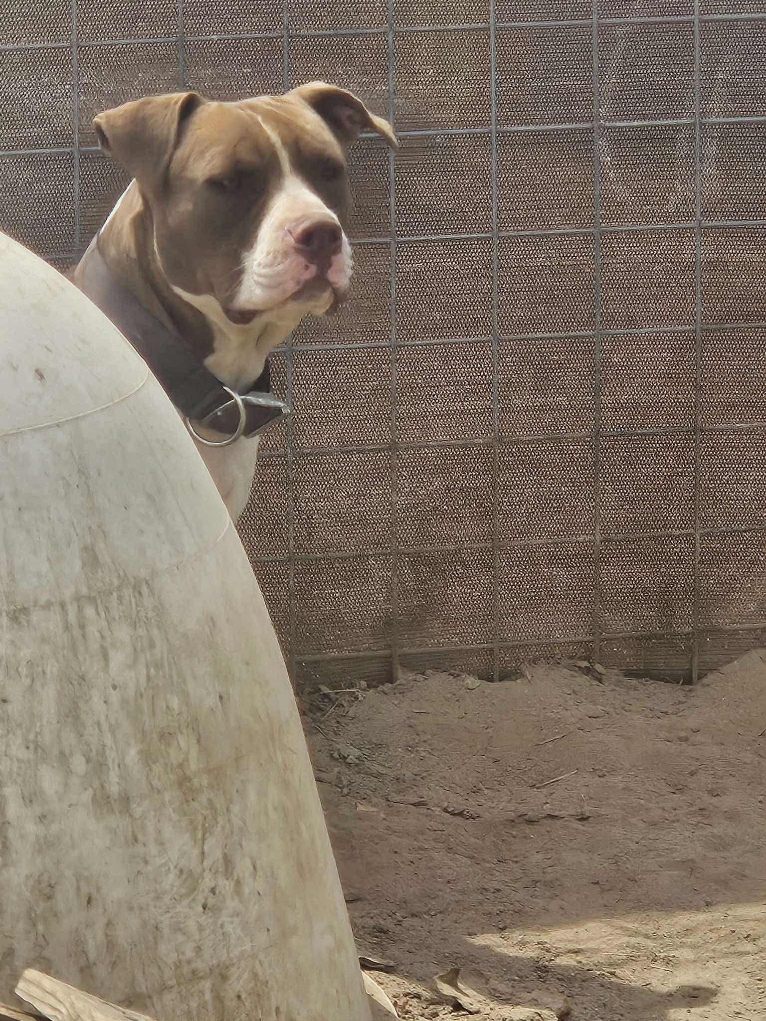 Buddy, the Gentle Pitbull, a Adoptable mixed breed in Missoula, MT image 5/5