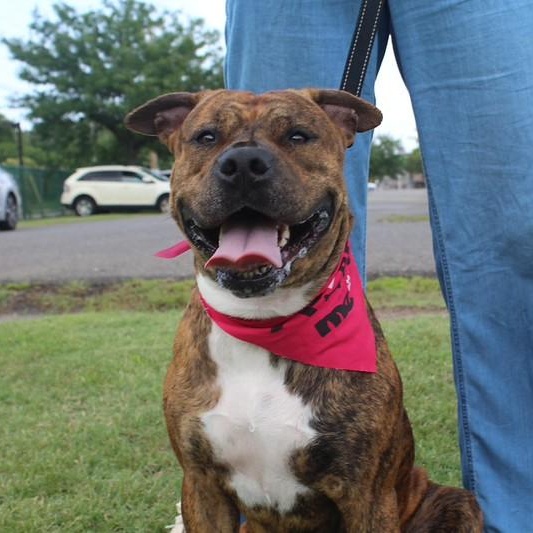 Ruby, a ADOPTABLE Mixed Breed in Chester, PA image 1/5