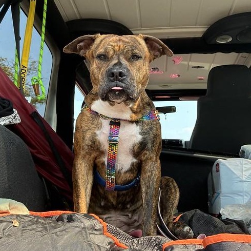 Enlarge Ruby, a Adoptable Mixed Breed in Chester, PA image 2/6