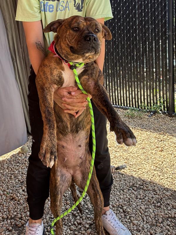 Ruby, a ADOPTABLE Mixed Breed in Chester, PA image 3/5