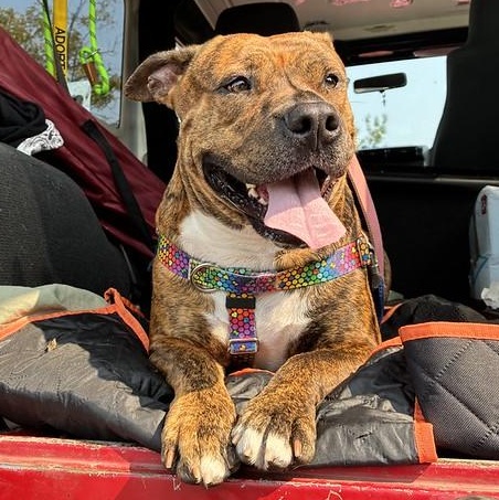 Ruby, Adoptable, Young Female Mixed Breed.