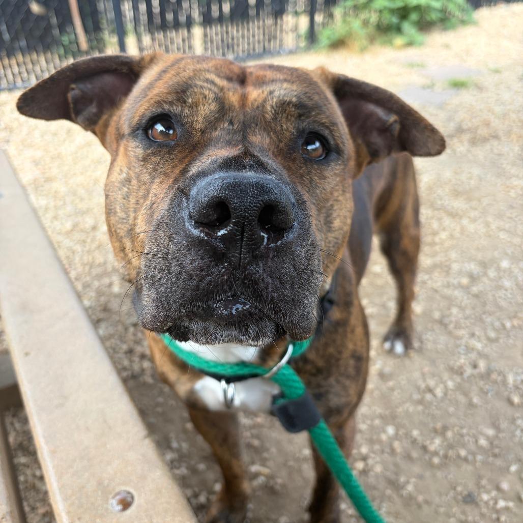 Ruby, a ADOPTABLE Mixed Breed in Chester, PA image 4/5