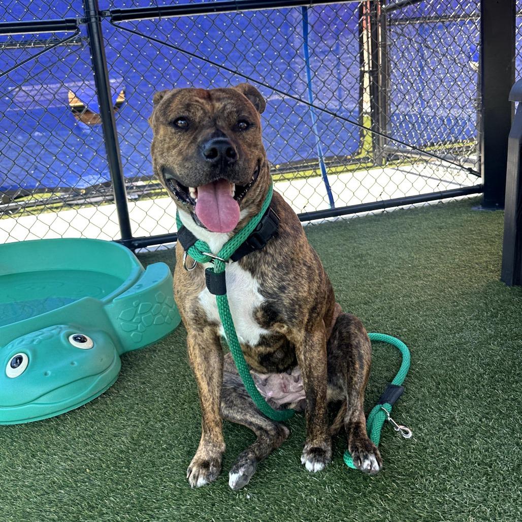 Ruby, a ADOPTABLE Mixed Breed in Chester, PA image 5/5