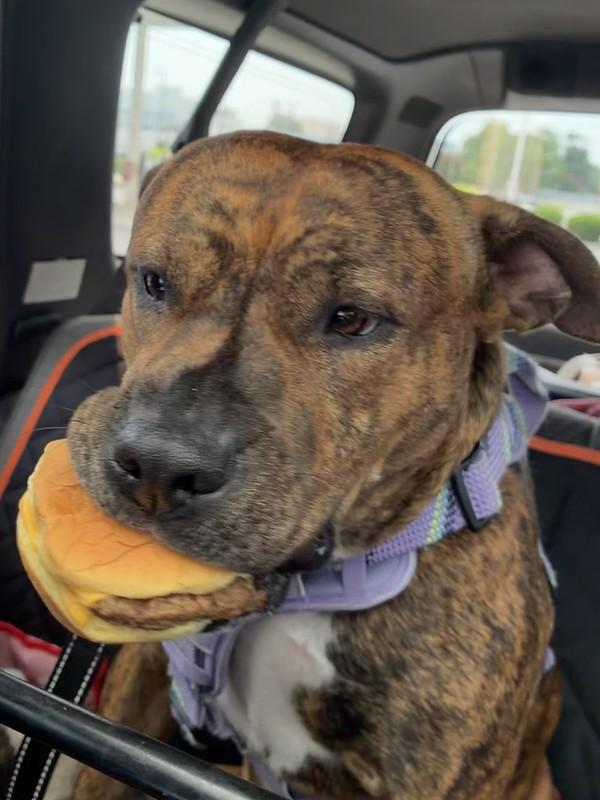 Ruby, a ADOPTABLE Mixed Breed in Chester, PA image 2/5