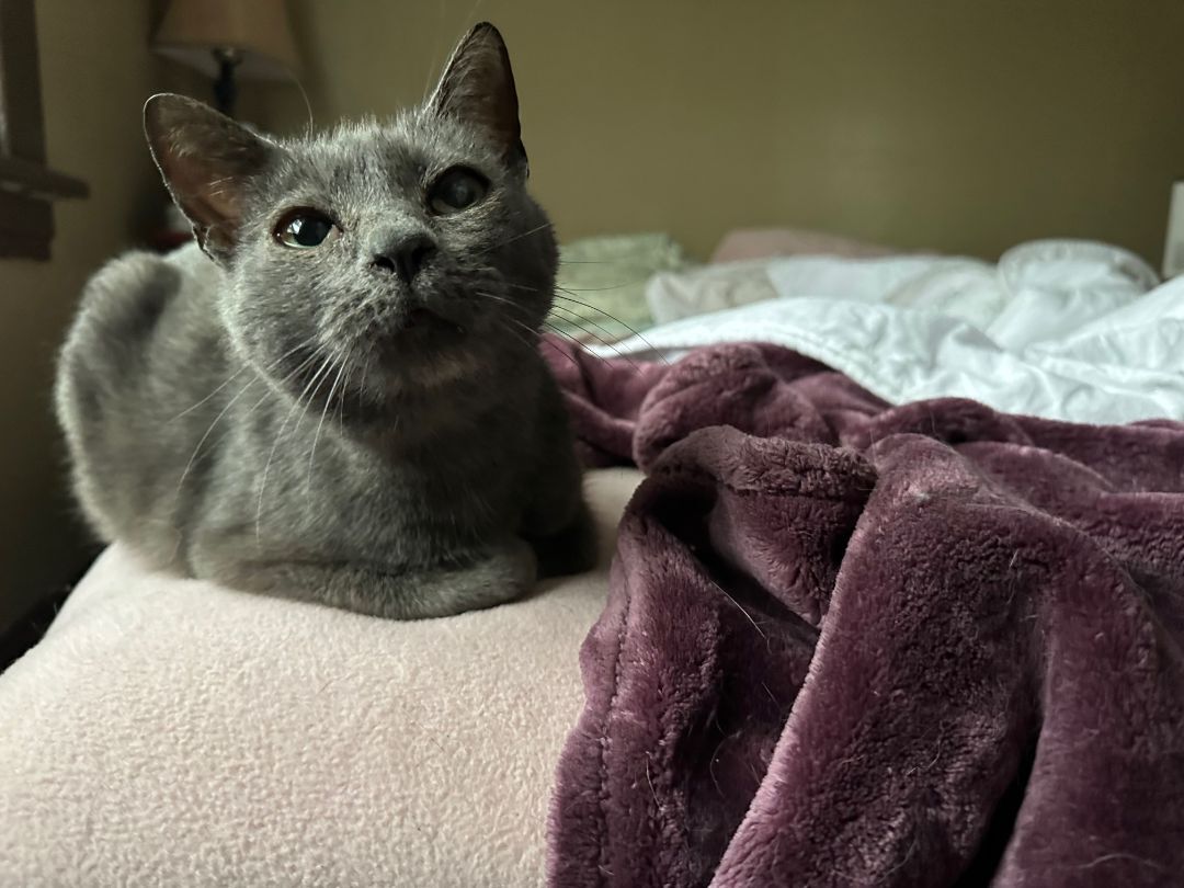 Enlarge Clementine, an adoptable mixed breed in Minneapolis, MN image 2/6