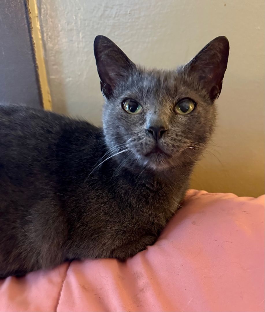 Clementine, adoptable, Adult Female Domestic Short Hair.