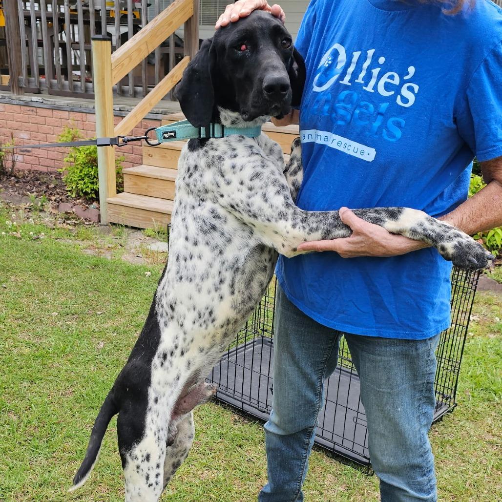 Trooper, Adoptable, Adult Male German Shorthaired Pointer.