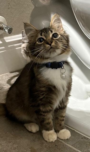 Jackson, adopted, Kitten Male Maine Coon & Domestic Medium Hair.