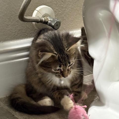 Jackson, an adopted mixed breed in Maitland, FL image 6/6