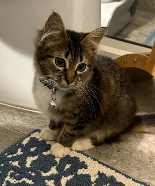 Jackson, an adopted mixed breed in Maitland, FL image 5/6