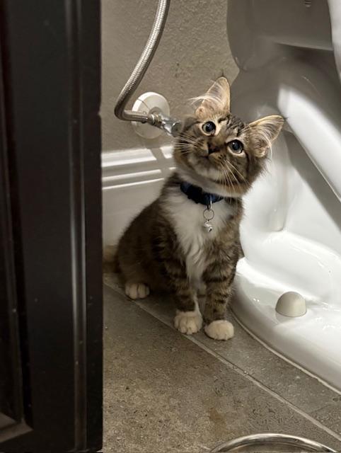 Jackson, an adopted mixed breed in Maitland, FL image 4/6