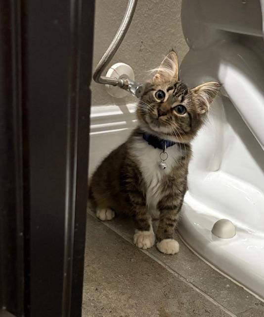 Jackson, an adopted mixed breed in Maitland, FL image 3/6