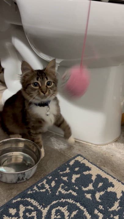 Enlarge Jackson, an adopted mixed breed in Maitland, FL video 2/6