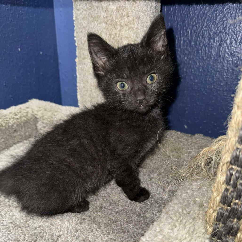 Caroline, a Adoptable American Shorthair in Lima, OH image 2/5