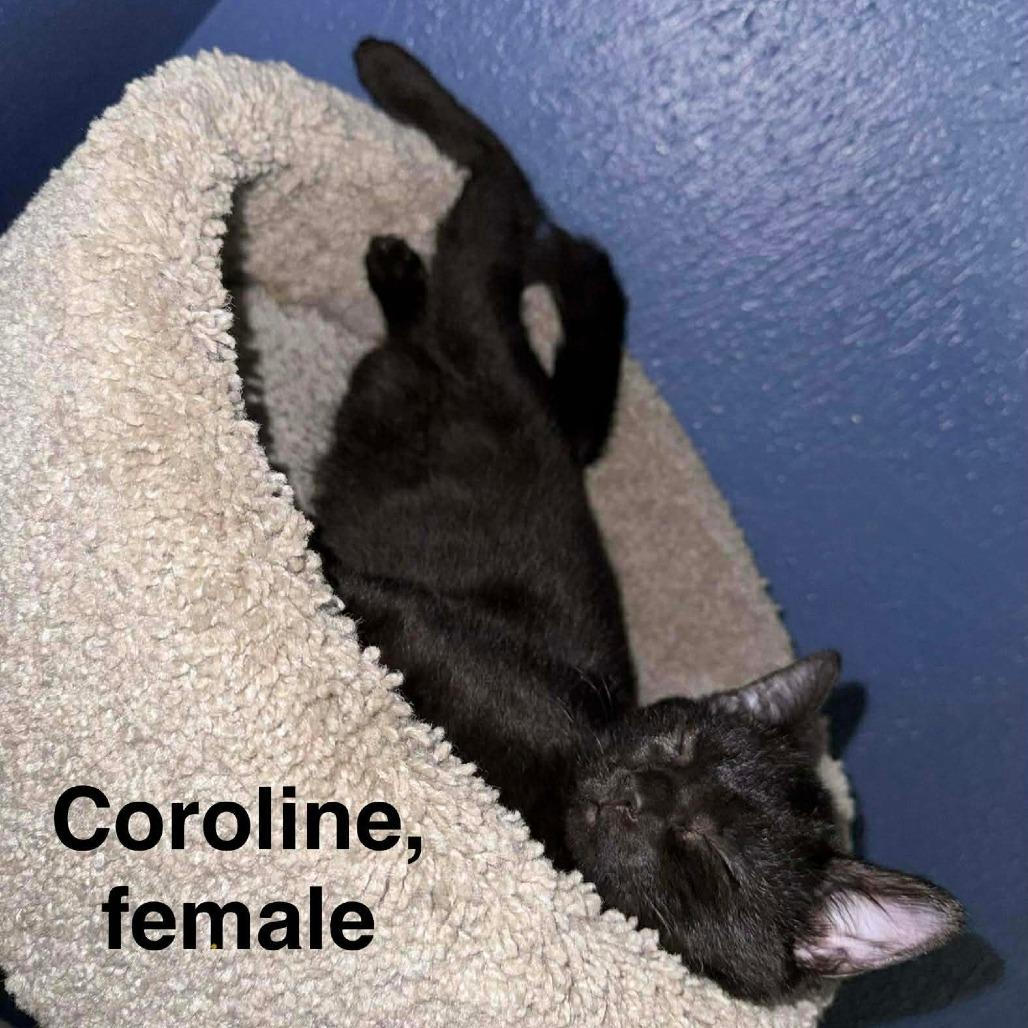 Enlarge Caroline, a Adoptable American Shorthair in Lima, OH image 1/4
