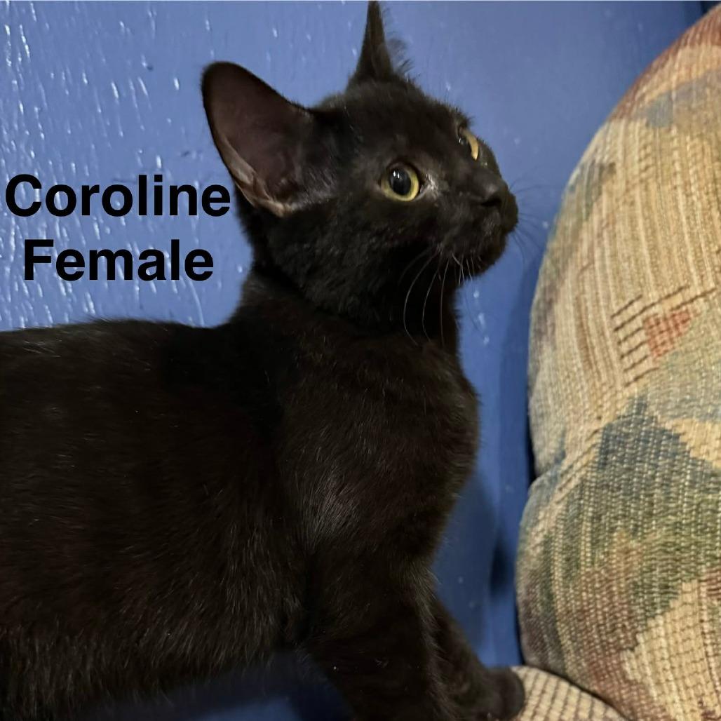 Enlarge Caroline, a Adoptable American Shorthair in Lima, OH image 2/4